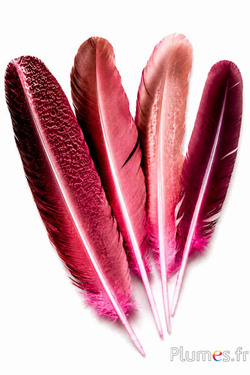 Pauw paars - 30-35 cm - roze-bruin-koffie